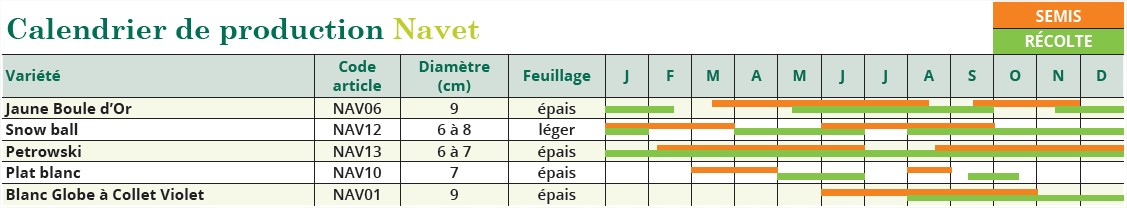 calendrier semis navet