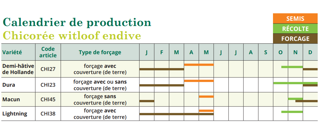 tableau de semis Chicorée de Bruxelles witloof