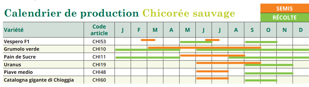 Tableau de semis Chicorée sauvage