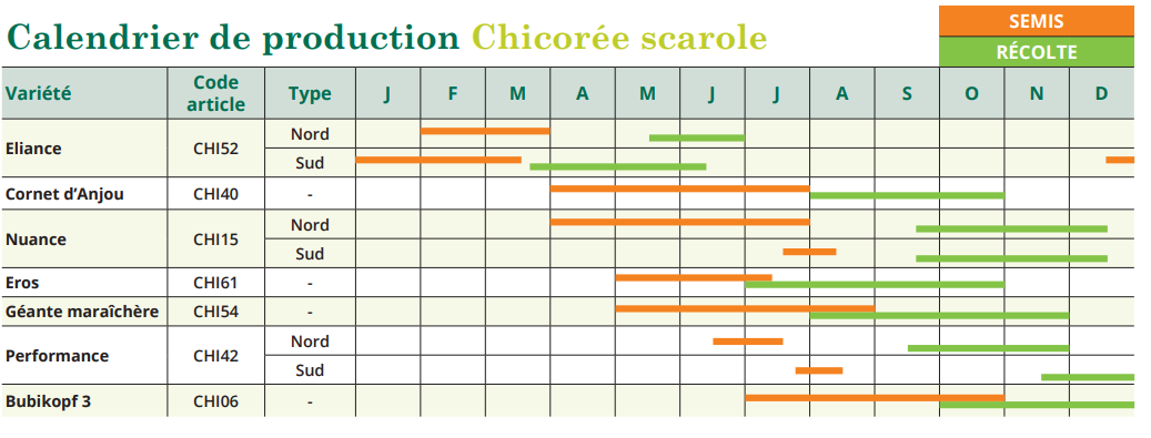 tableau de semis Chicorée scarole