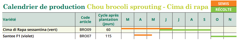 tableau de semis Chou brocoli sprouting - Cima di rapa