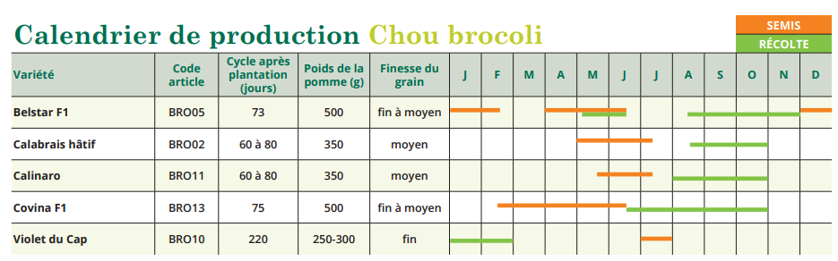 tableau de semis chou brocoli