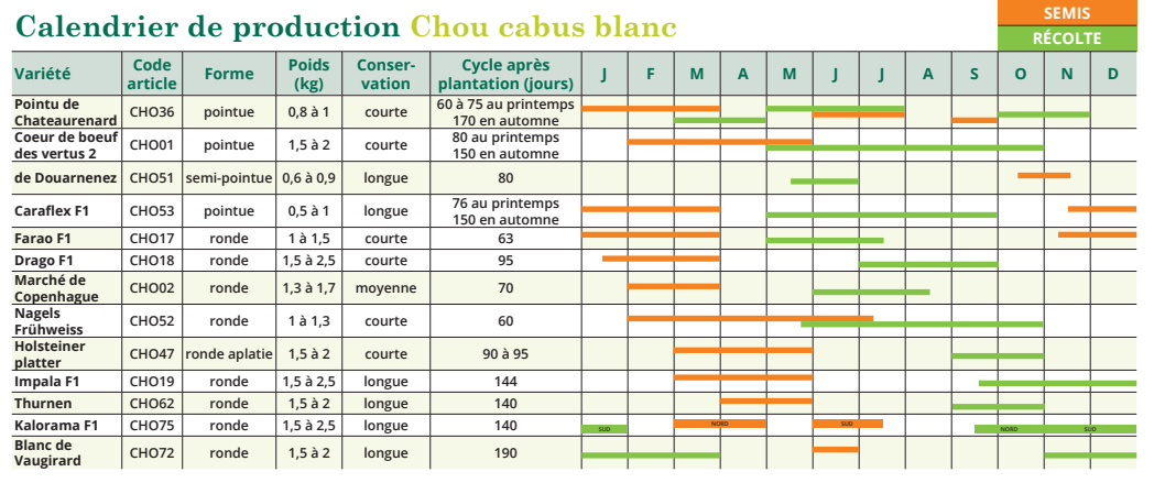 tableau de semis Chou cabus blanc pointu 