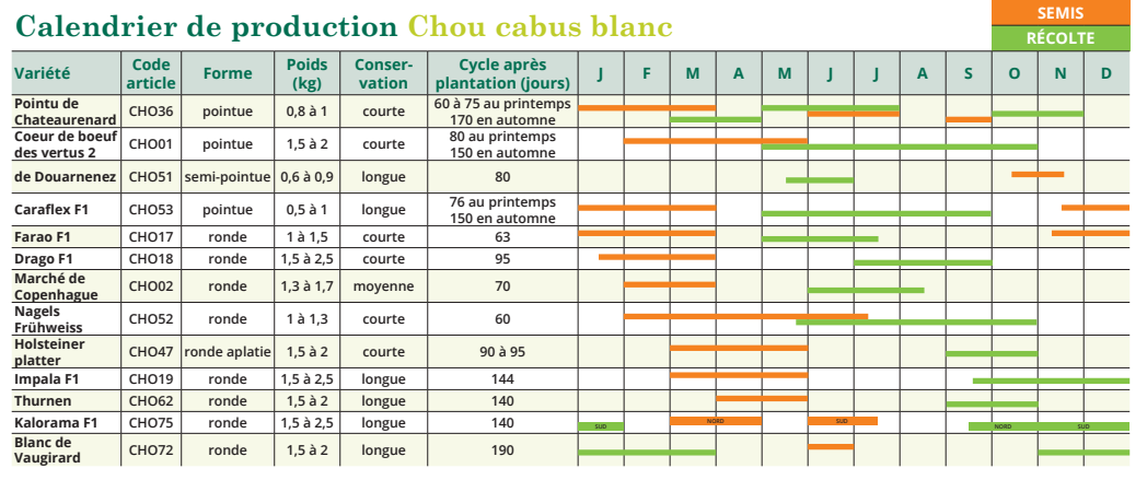 Tableau de semis chou cabus blanc 