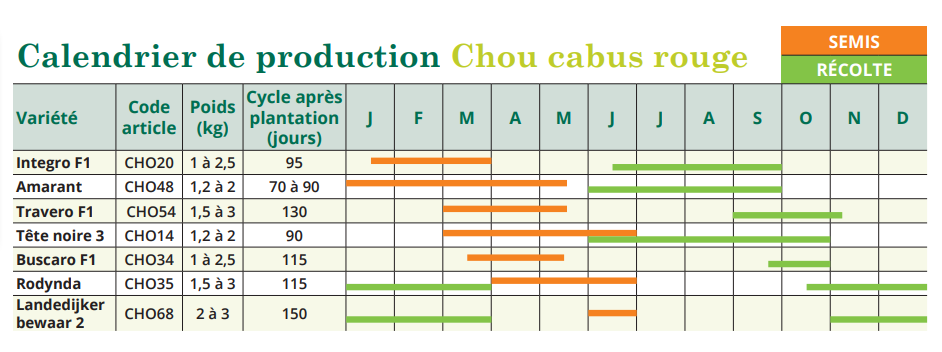 Tableau de semis Chou cabus rouge