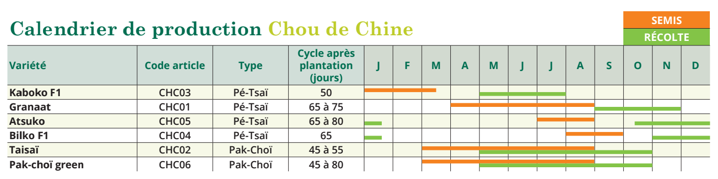 tableau de semis chou de chine 