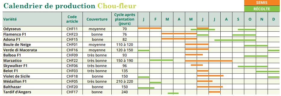 tableau de semis chou-fleur