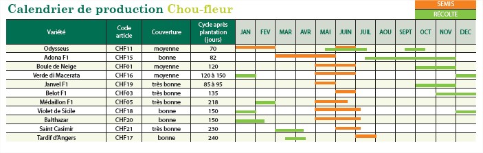 chou fleur