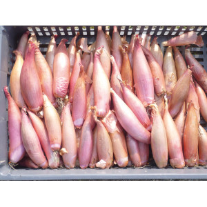 OIGNON Cuisse de poulet du Poitou