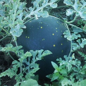 PASTEQUE Lune étoile