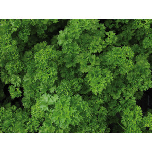 Persil Frisé Grüne Perle (perle verte)