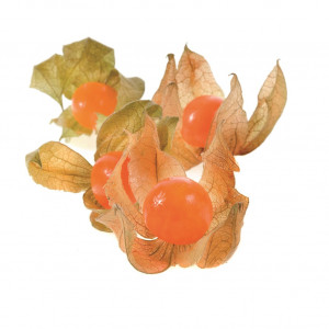 PHYSALIS  Coqueret du Pérou