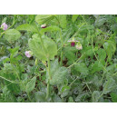 Pois fourrager de printemps (variété selon arrivage)
