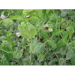 Pois fourrager de printemps (variété selon arrivage)