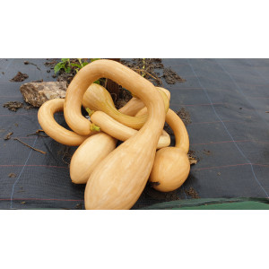 COURGE Tromba Albenga