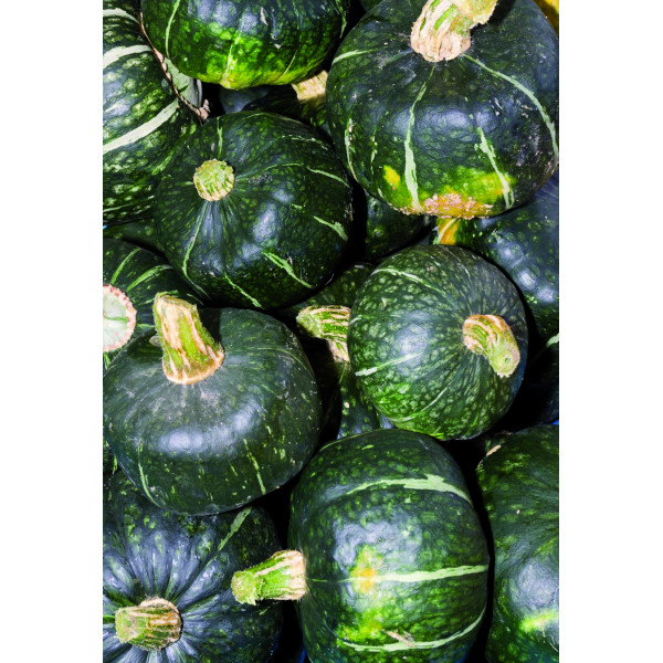 Agrosemens, Jardin, Graines,Graine,Semences,Semence,bio,COURGE Buttercup