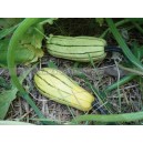 COURGE Delicata (ou Sweet Potato)