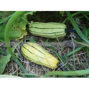 COURGE Delicata (ou Sweet Potato)