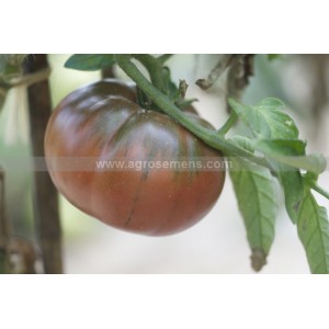 TOMATE Black from Tula