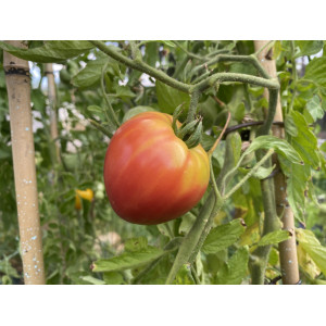 TOMATE Cœur de Bœuf Sweet Heart (Petit Cœur de Bœuf rose)