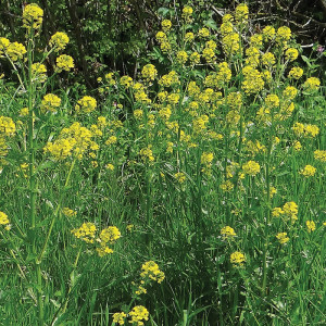 MOUTARDE(variété selon arrivage)