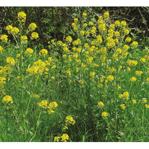 MOUTARDE(variété selon arrivage)