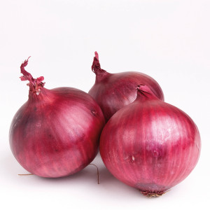 OIGNON rouge Red Baron Bulbilles