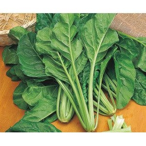 BLETTE verte à couper Liscia verde da taglio