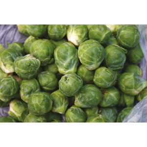 CHOU de Bruxelles Groninger