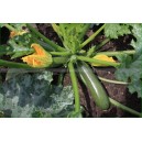 COURGETTE Zucchini