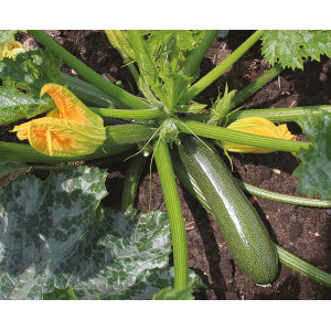 COURGETTE Zucchini