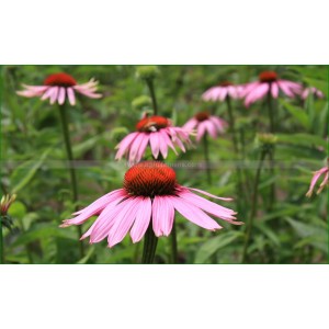 Rudbeckia