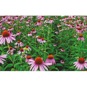 Rudbeckia Rudbeckia