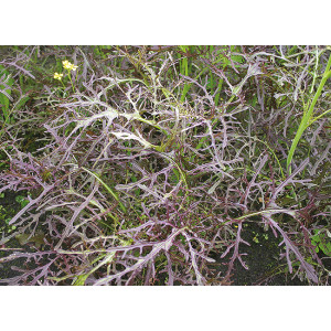 JEUNES POUSSES Purple Frills (Feuille De Moutarde)