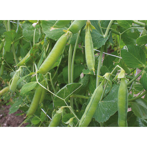 POIS A ECOSSER First Early May