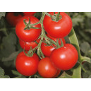 TOMATE Bolstar Granda