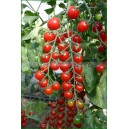 TOMATE CERISE Bartelly F1