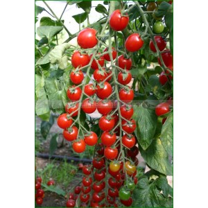 TOMATE CERISE Bartelly F1