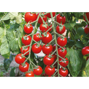 TOMATE CERISE Bartelly F1