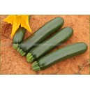 COURGETTE Zelia F1