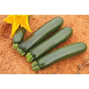 COURGETTE Zelia F1