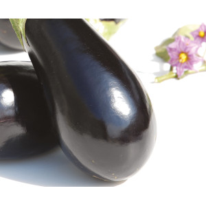 AUBERGINE Shakira F1 graines prégermées (sans dormance)