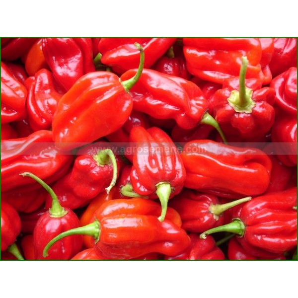 Piment Fort Velociraptor (Habanero) Rouge F1