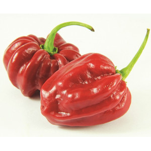 PIMENT tropical red