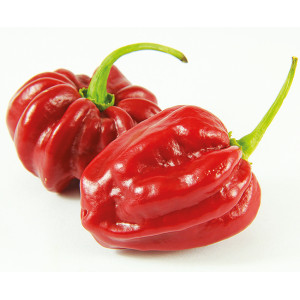 PIMENT tropical red