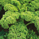 KALE CHOU Frisé non pommé Westlandse Winter