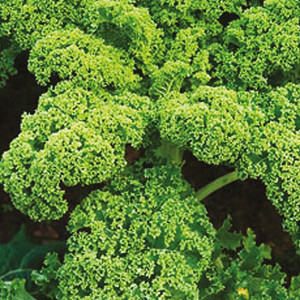 KALE CHOU Frisé non pommé Westlandse Winter