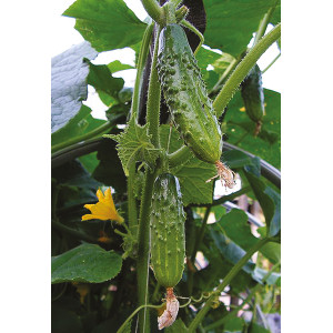 CORNICHON Vert Petit De Paris