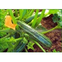 COURGETTE Cocozelle Von Tripolis