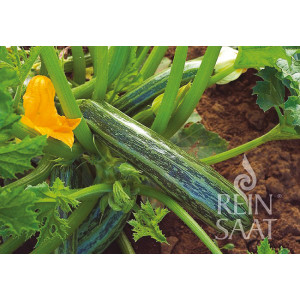 COURGETTE Cocozelle Von Tripolis